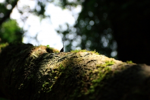 內洞溪流正午拍