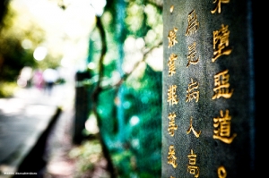 土城桐花節 - 承天禪寺賞桐步道