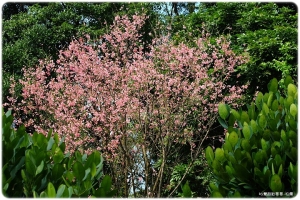 ●●●三峽的行修宮花草●●●..........By雙胞胎哥哥