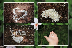 春末夏初~依修尼桐花趣