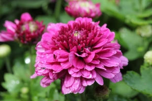 士林官邸-大賞菊花