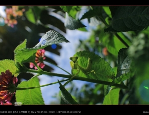 帥氣的螳螂