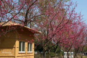 石門水庫@單車之旅