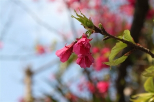 田邊花、櫻花