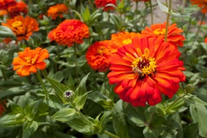 24mm的視界-橋頭花田