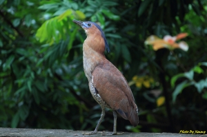 不知名的鳥類, 希望有人認識它