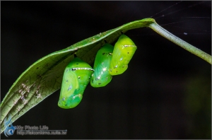 牛伯伯．生態＆螢火蟲之夜