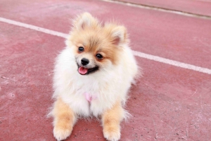 [60D]天氣好~帶狗運動去!