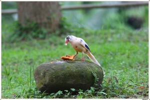 ●●●(無敵400D)台灣藍鵲飛行、親親、白化藍鵲育雛●●