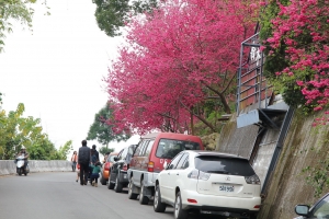 新社~櫻木花道~賞櫻吧