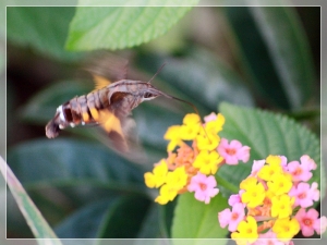 蜂鳥鷹蛾 ~ 飛蝦