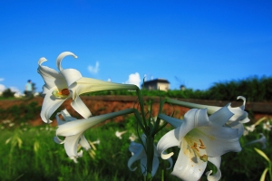 夕陽霞光映百合