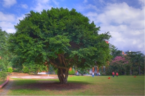 在校園的HDR