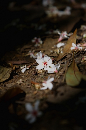 鹿寮坑油桐花