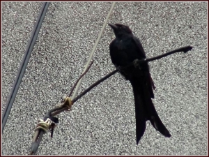 非推薦廣告 ~ 純分享用DV打鳥的照片