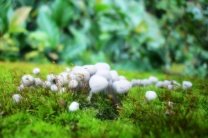 Sophies植物微距攝影集163
