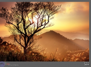 新北市瑞芳 夕落芒花五分山