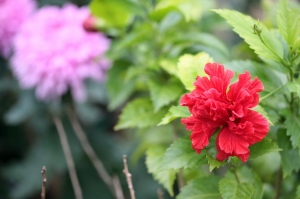 士林官邸 菊花展