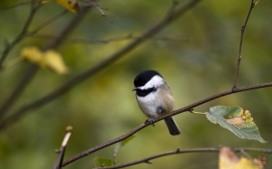到處都看得見,雖然昰個小東西