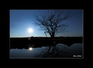 冬日、枯樹、倒影 !!
