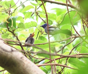 456打鳥記 - 黑枕藍鶲繁殖紀錄( 離巢第2日 ) - 5
