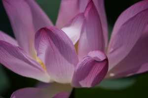 花隨拍-2