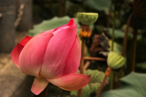 台北植物園