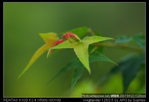Sophies植物微距攝影集159