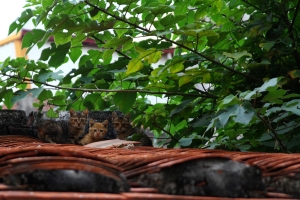 第一次拍貓.....1大3小....