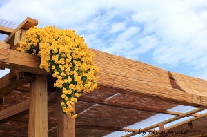 1001122 士林官邸菊展 圓山公園區