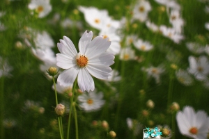 橋頭花海蜂與蝶(散景片練習)