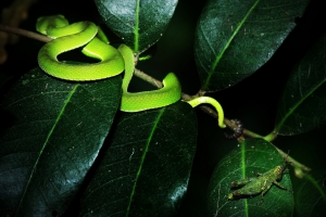 夜探非人世界 [100mm F2.8 USM Macro]