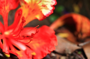 150mm MARCO F2.8 公園．攝花．影草．拍蟲