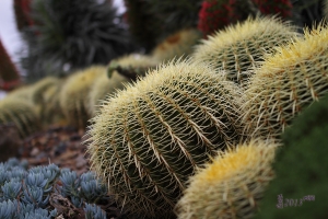 隨走隨拍 --- Howado