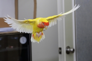 5D3 AI Servo 打鳥測試