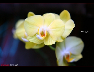 老家花園習拍