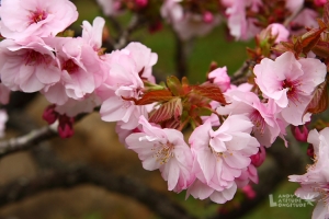 與櫻花有約＠2009阿里山
