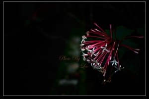 林家花園逛逛(補三張)