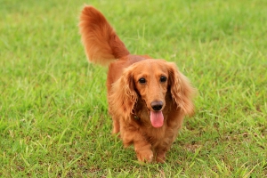 第一次拍我家狗兒子