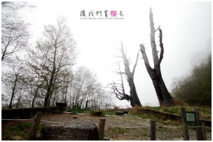 [南投]阿里山春日吉野櫻-塔塔加迷霧夫妻樹(2)