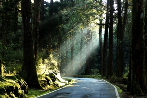 阿里山某路段~~~午后