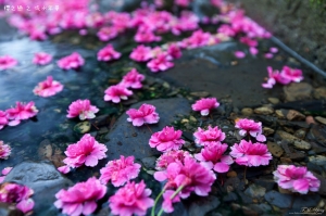 台七甲 櫻花溪曝小品