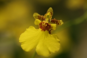 新百微試拍~~~夢時代蘭花展