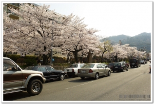 京都 - 哲學之道