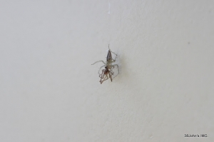 正在吃蜘蛛的蜘蛛