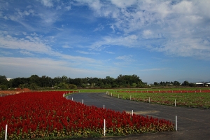 新社花海探路