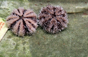 好久沒來發文了～來發發墾丁之旅吧～