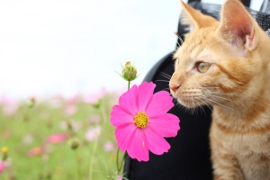 花海裡的喵