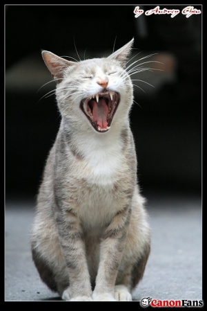 糖嬤的喵喵家族(二) - 全家福