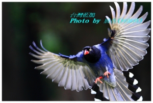 2013 台灣藍鵲-飛行版